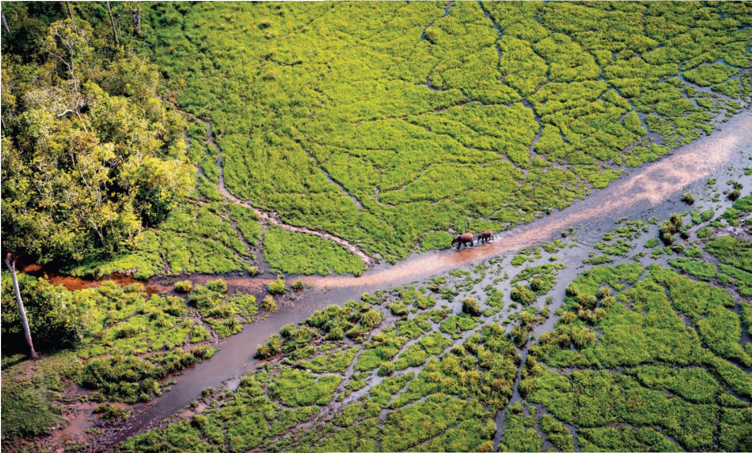 Игровые площадки дождевого леса.