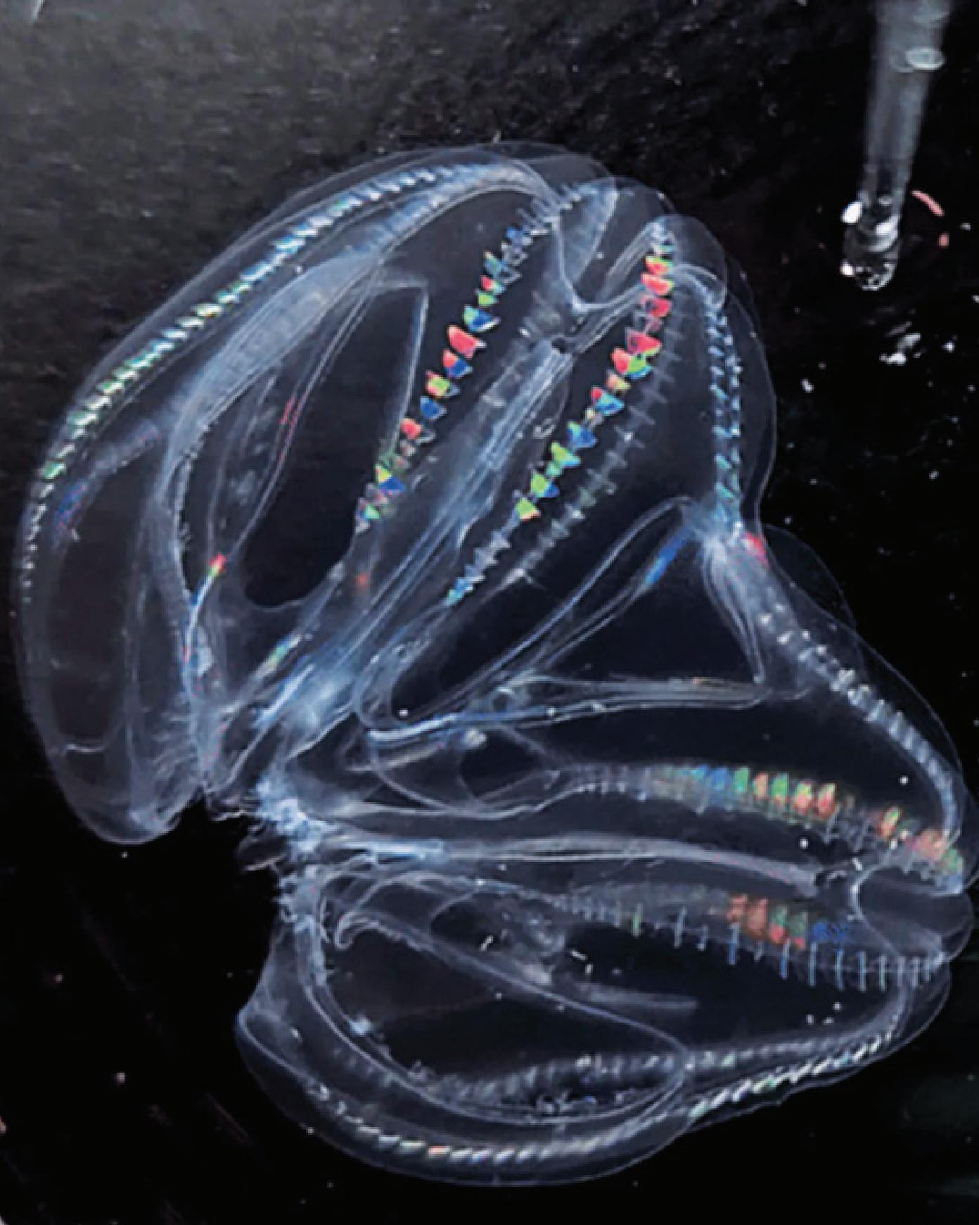 Желейное слияние.