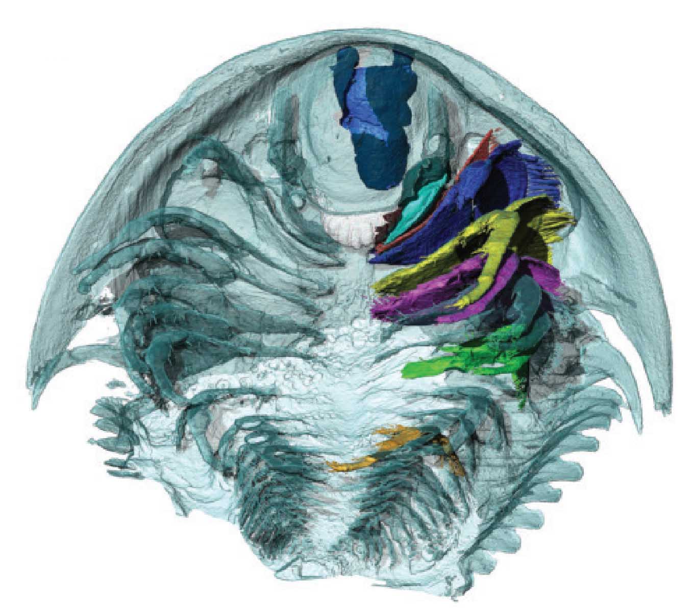 Безупречные трилобиты восстали из пепла.