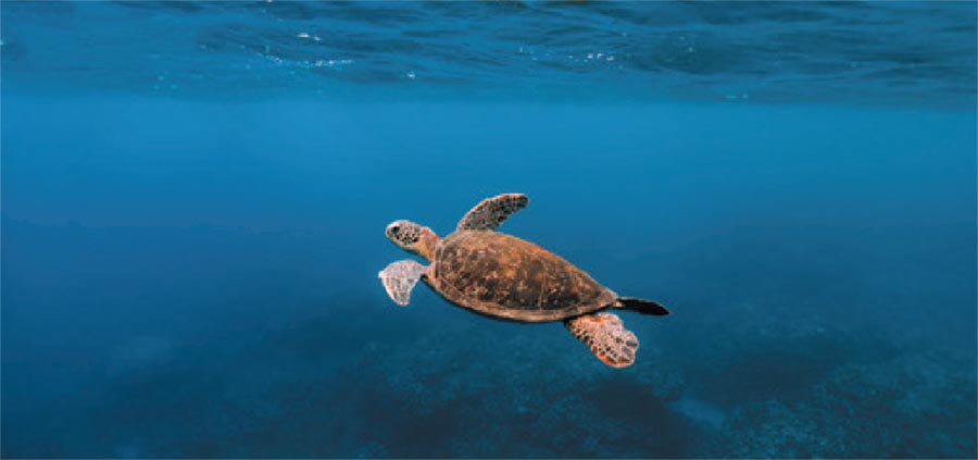 Голодные моря.