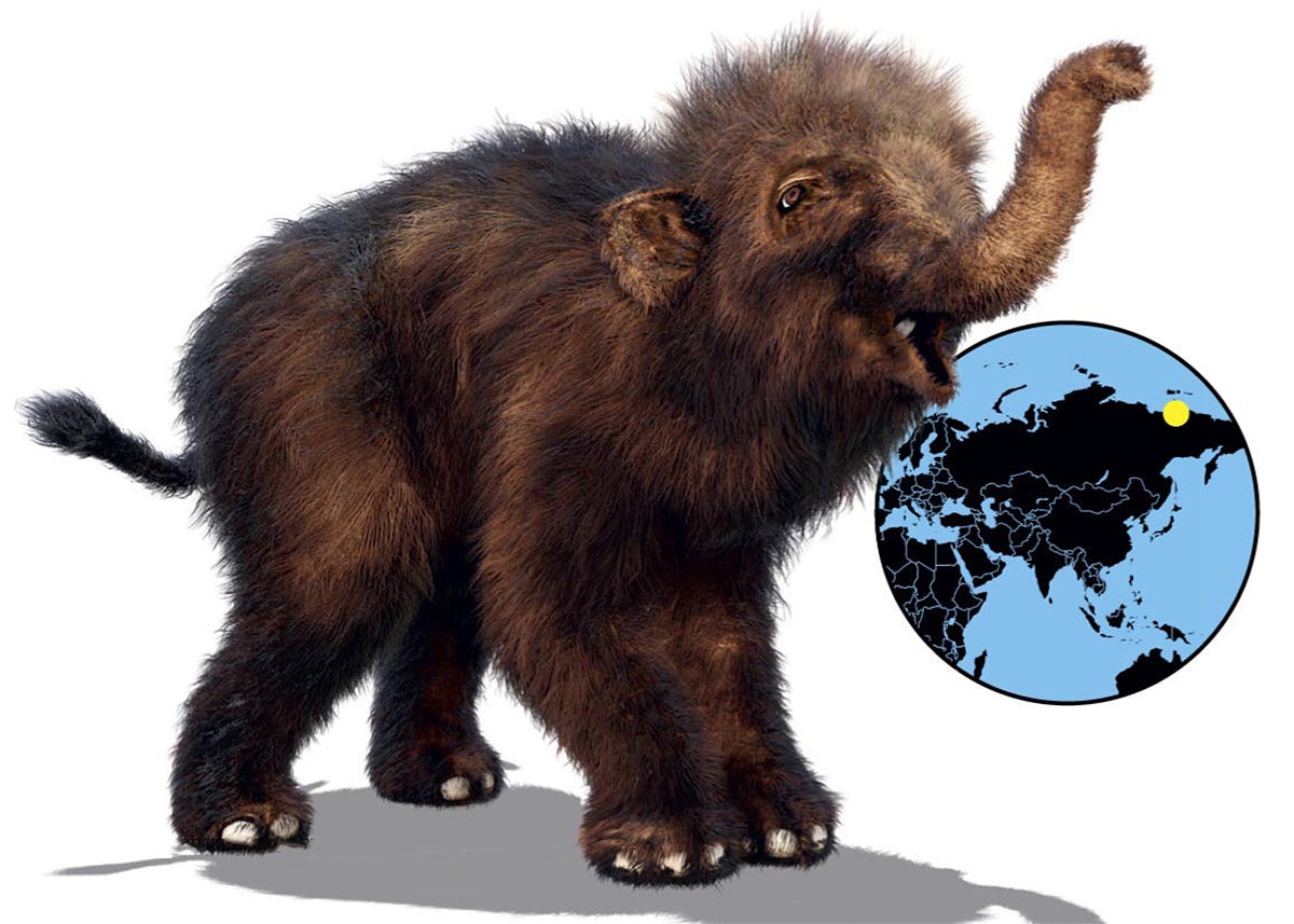 Ранения замёрзшего мамонта указывают на присутствие людей в Арктике в доисторические времена.