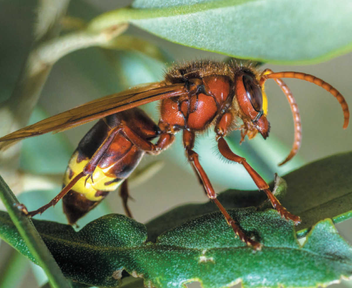 Социальное пьянство у шершней.