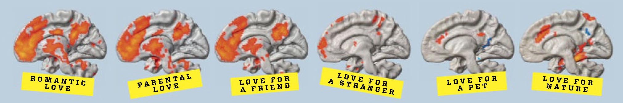 Активность мозга при разной виде любви (слева направо): 1 — романтическая; 2 — родительская; 3 — дружеская; 4 — к незнакомцу; 5 — к домашнему животному; 6 — к природе.