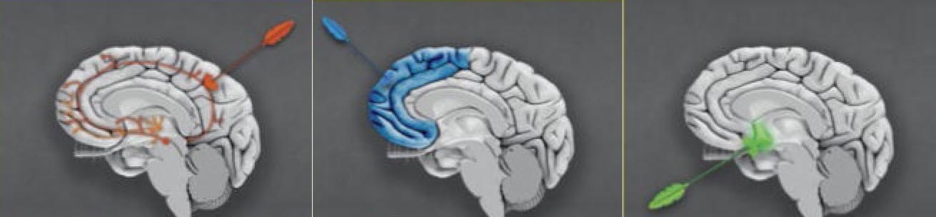 Доли мозга на которые влияет любовь.