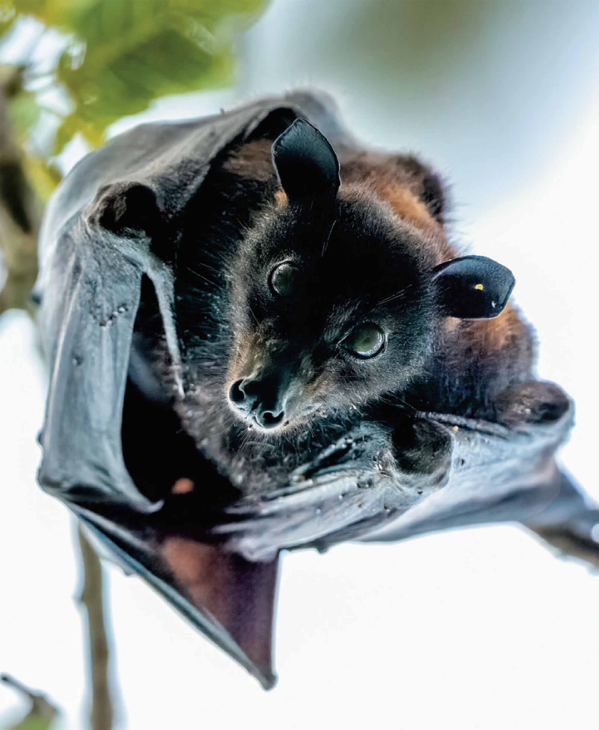 COVID, летучие лисы и другие вирусы.