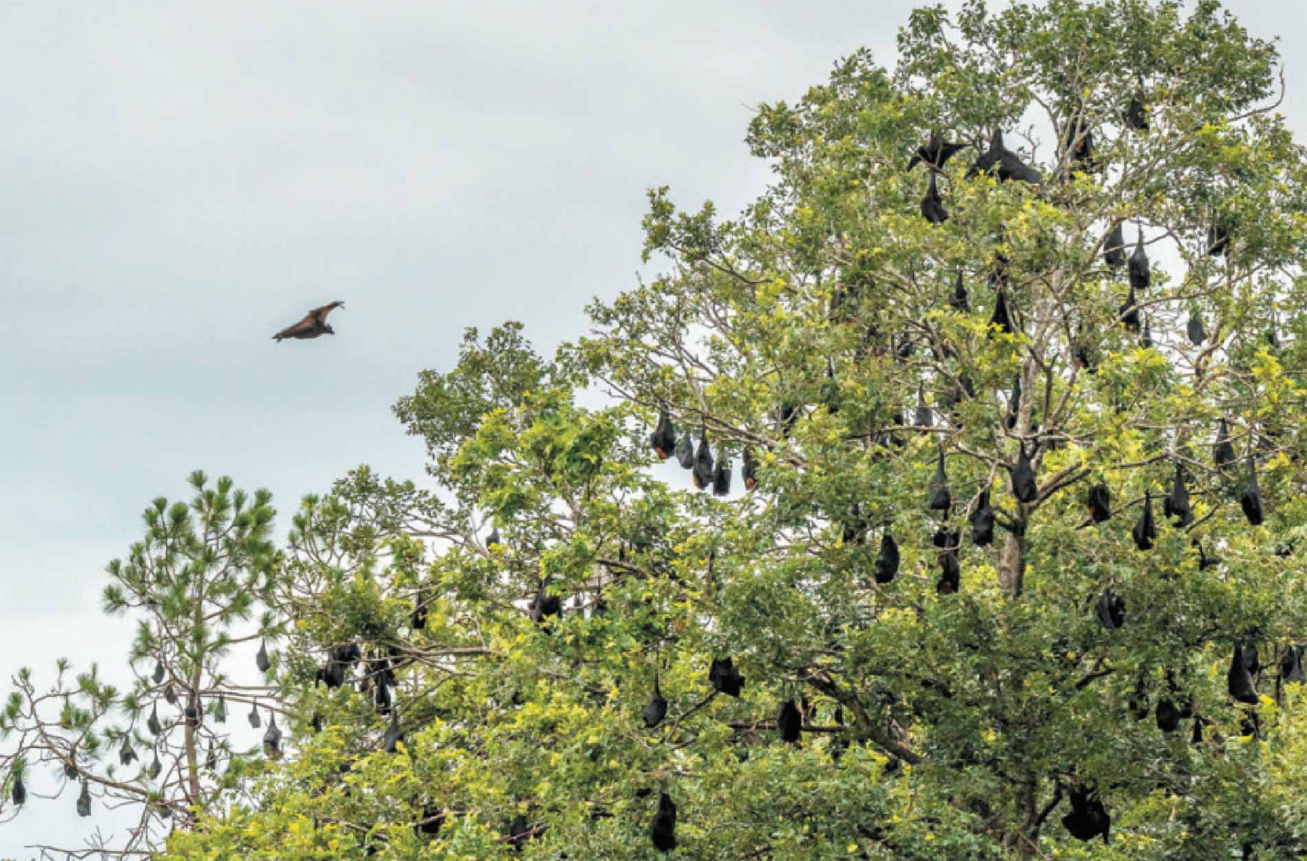 В Квинсленде, Австралия, большие колонии чёрных летучих лисиц свисают с деревьев.