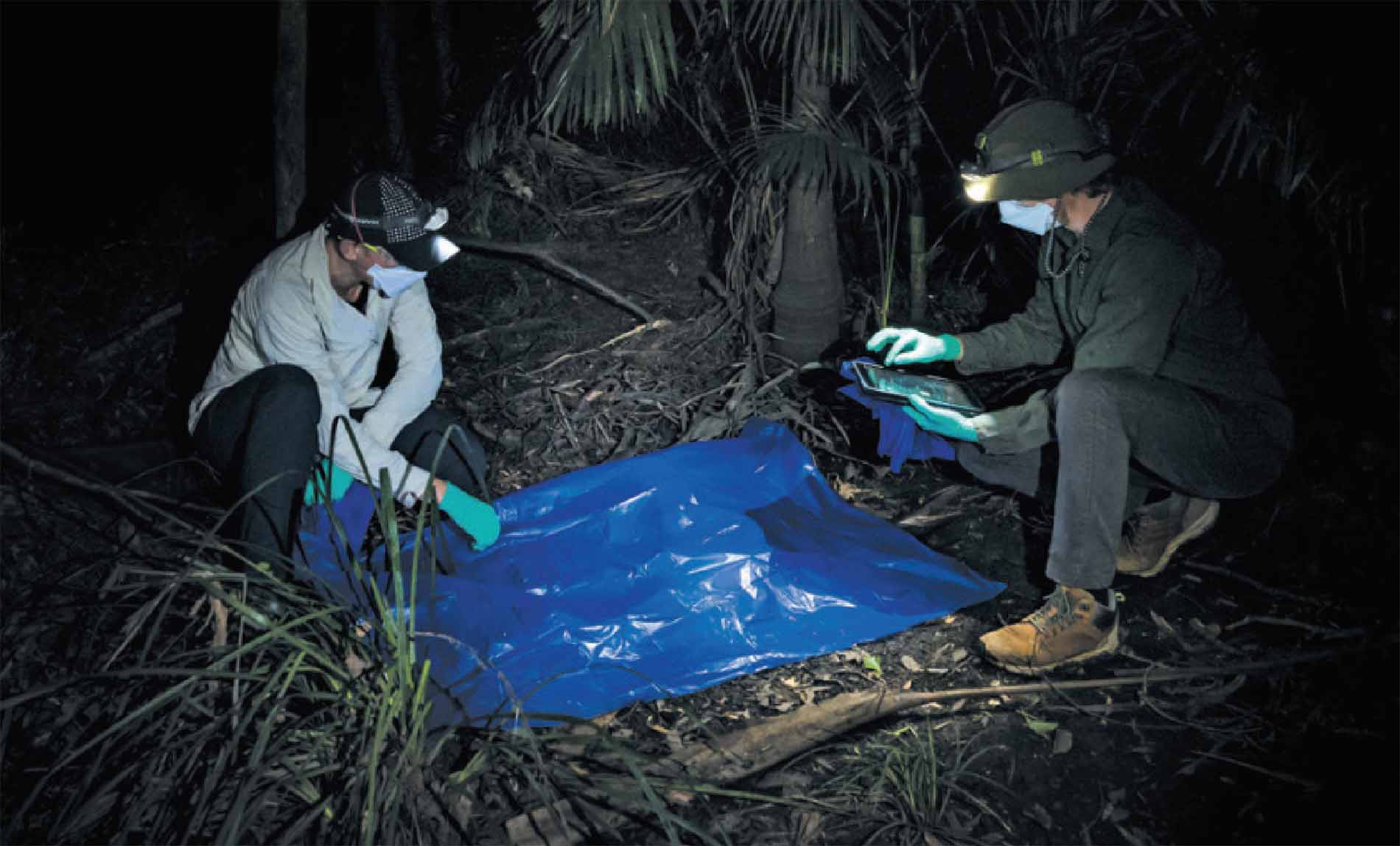 Исследователи расстилают пластиковую плёнку под колонией летучих лисиц в Квинсленде, чтобы собрать образцы мочи и помёта.