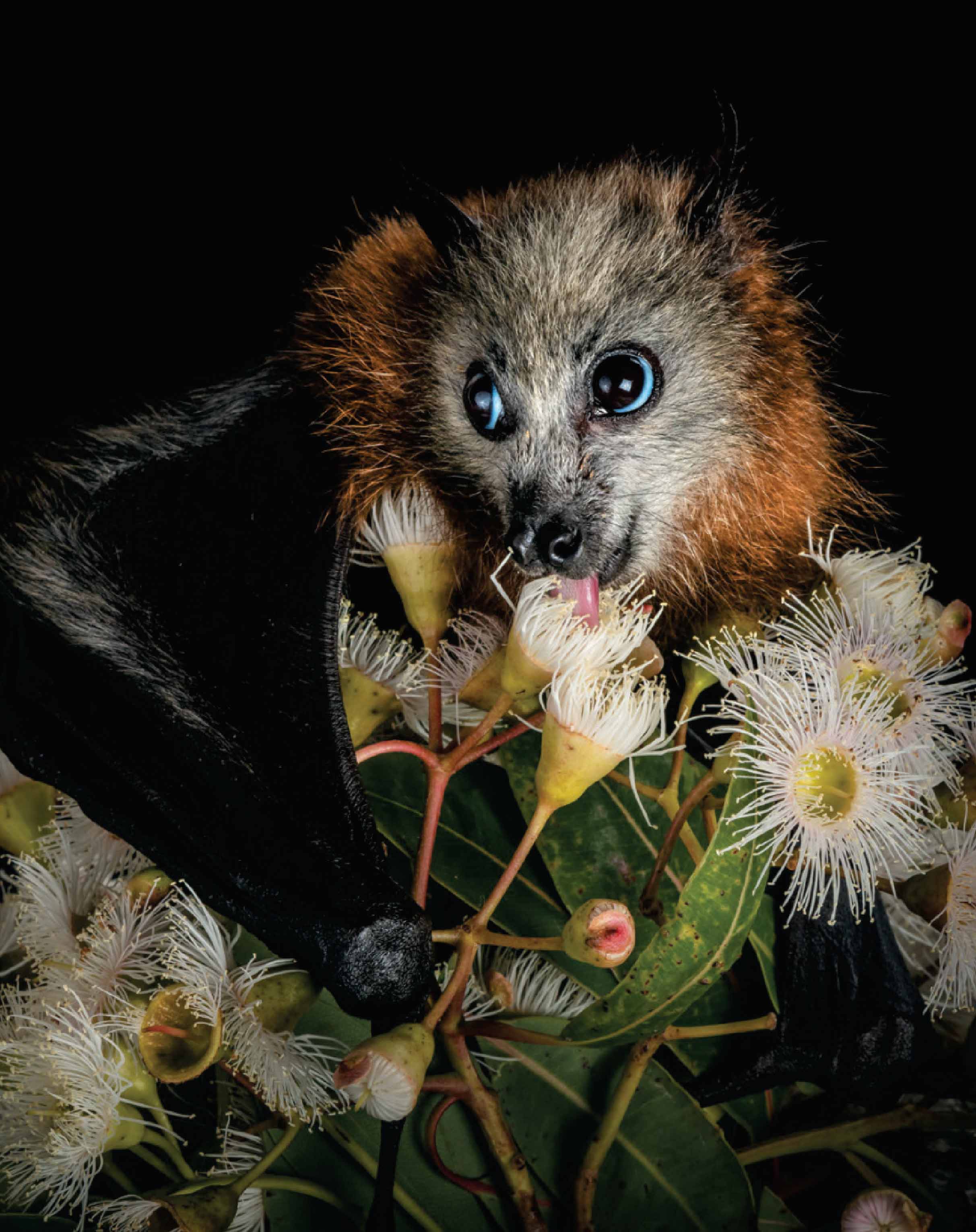 Сероголовая летучая лисица также переносит вирус Хендра, представляющий угрозу для людей и других животных.