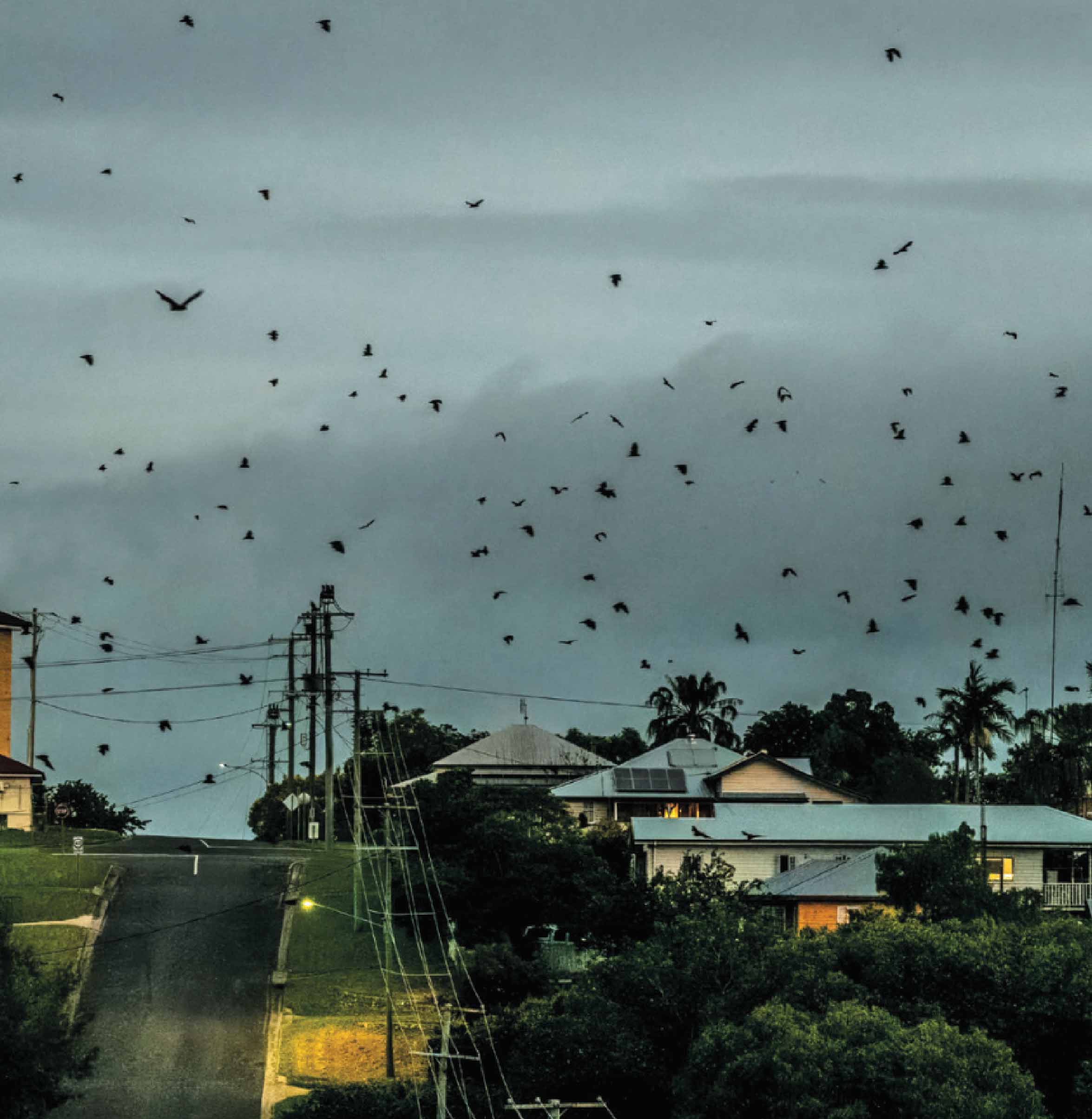 Летающие лисицы над городом.