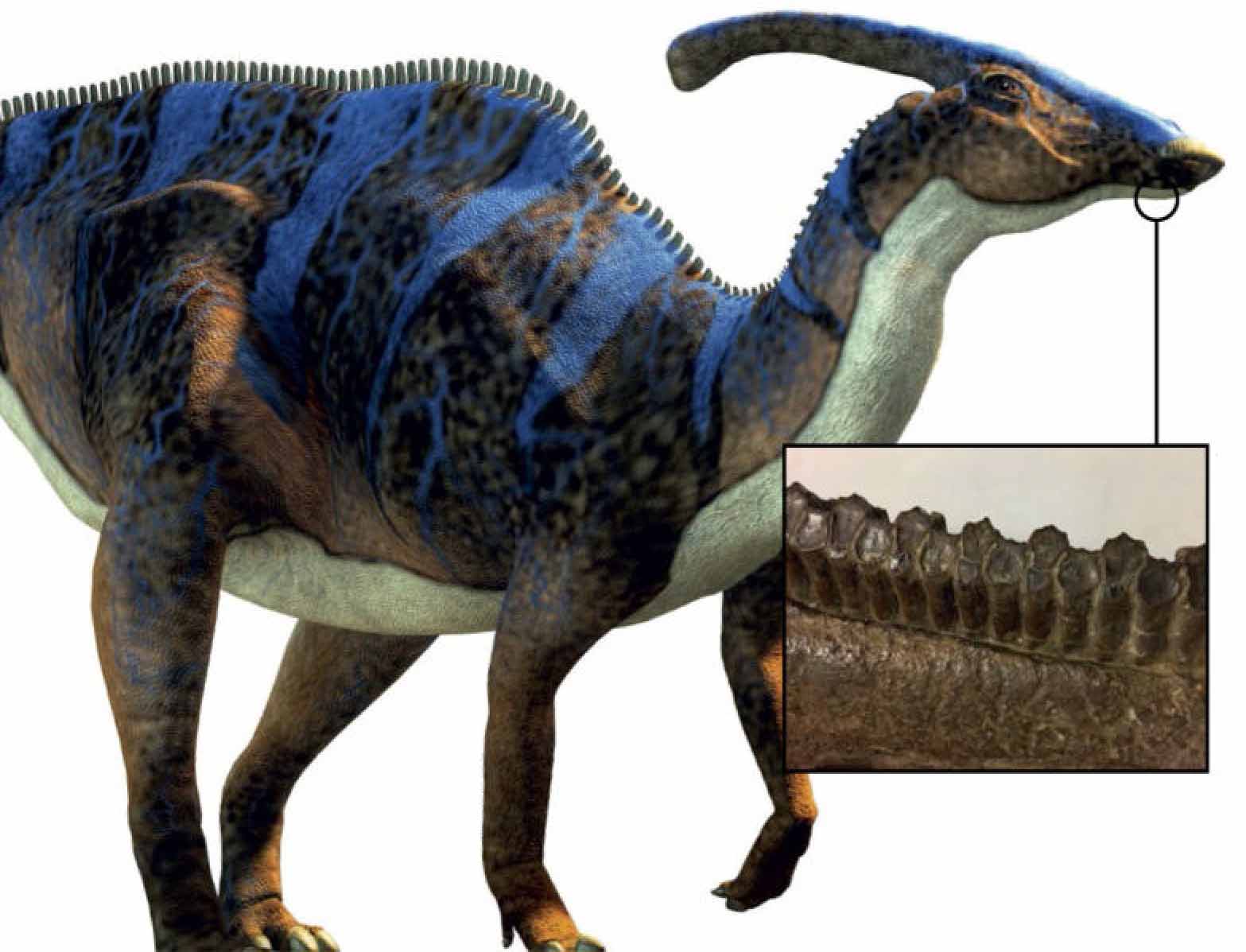 Некоторые динозавры за свою жизнь могли вырастить более 70 000 зубов.