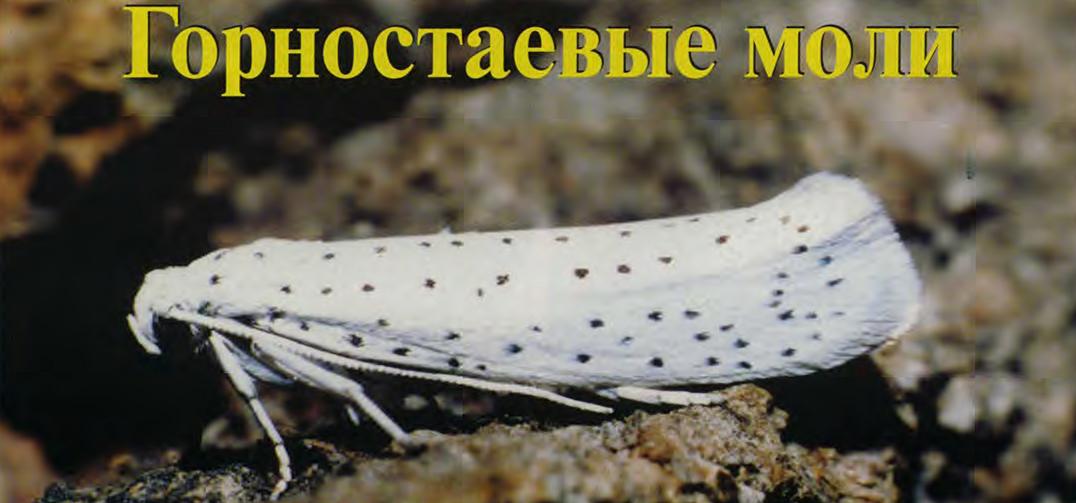 Горностаевые моли.
