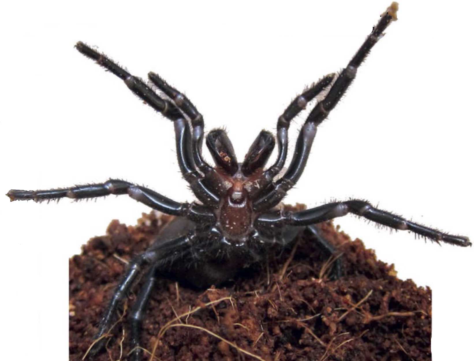 Сиднейские воронковые пауки — самые ядовитые пауки в мире?