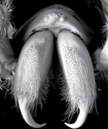 Хелицеры (клыки) воронкового паука