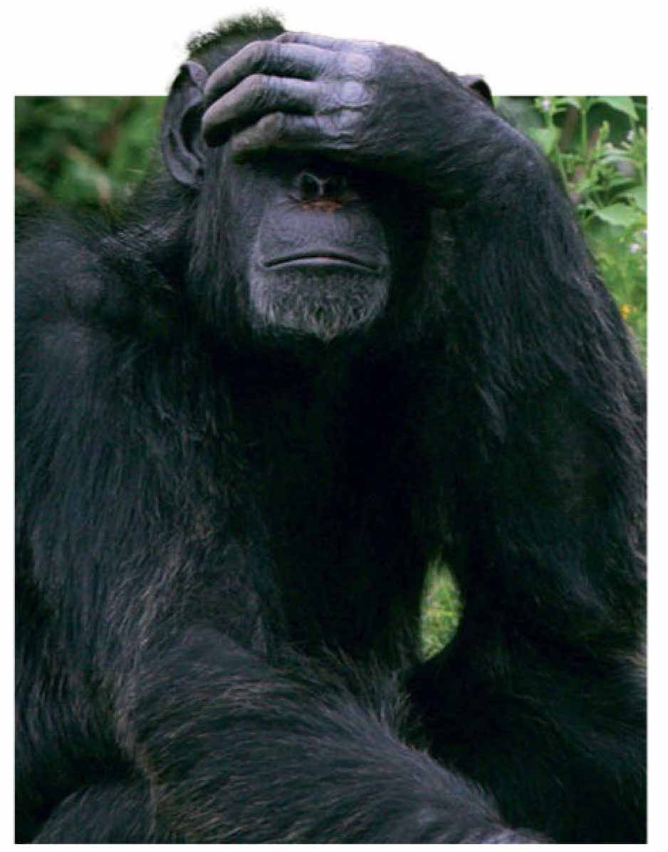 Могут ли животные испытывать смущение?