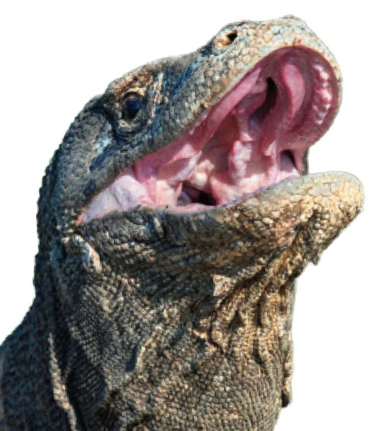 Железные челюсти комодских драконов.