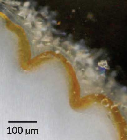 Тонкий слой железа окрашивает зазубренные края зубов комодского дракона в оранжевый цвет — это хорошо видно на увеличенном изображении.