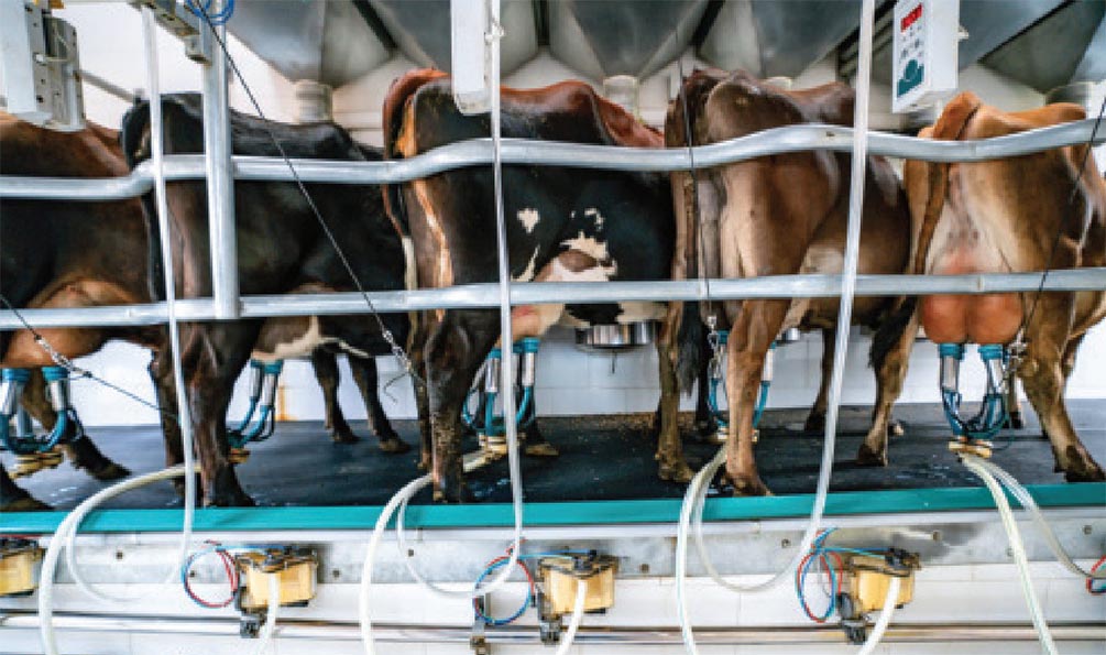 Инфекция птичьего гриппа у коров может приводить к снижению надоев, поскольку вирус поражает клетки молочных желез. Подобные поражения возможны и у других млекопитающих.