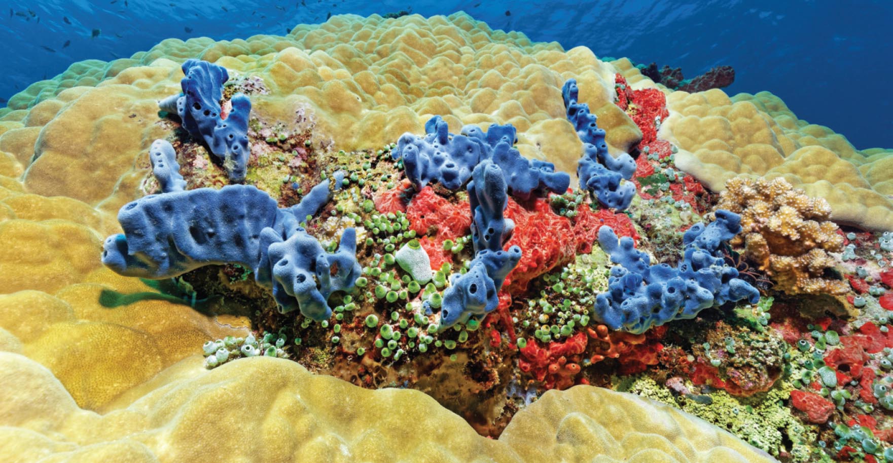 Кораллы наносят ответный удар.