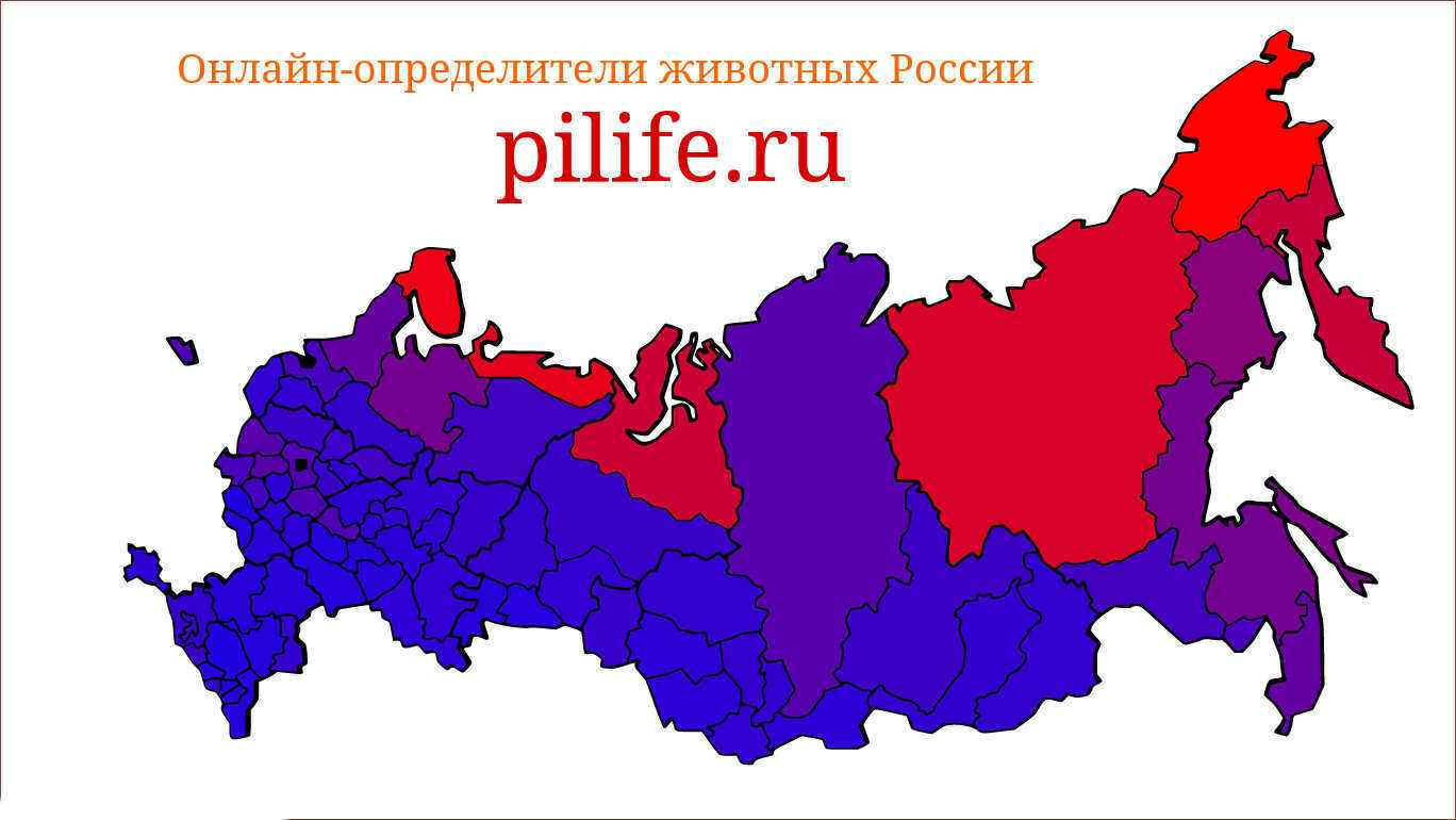 Инфографик 2. Средний вес млекопитающих не учитывая отряд китовых (Cetacea). Теперь красный цвет соответствует весу в 138 кг.