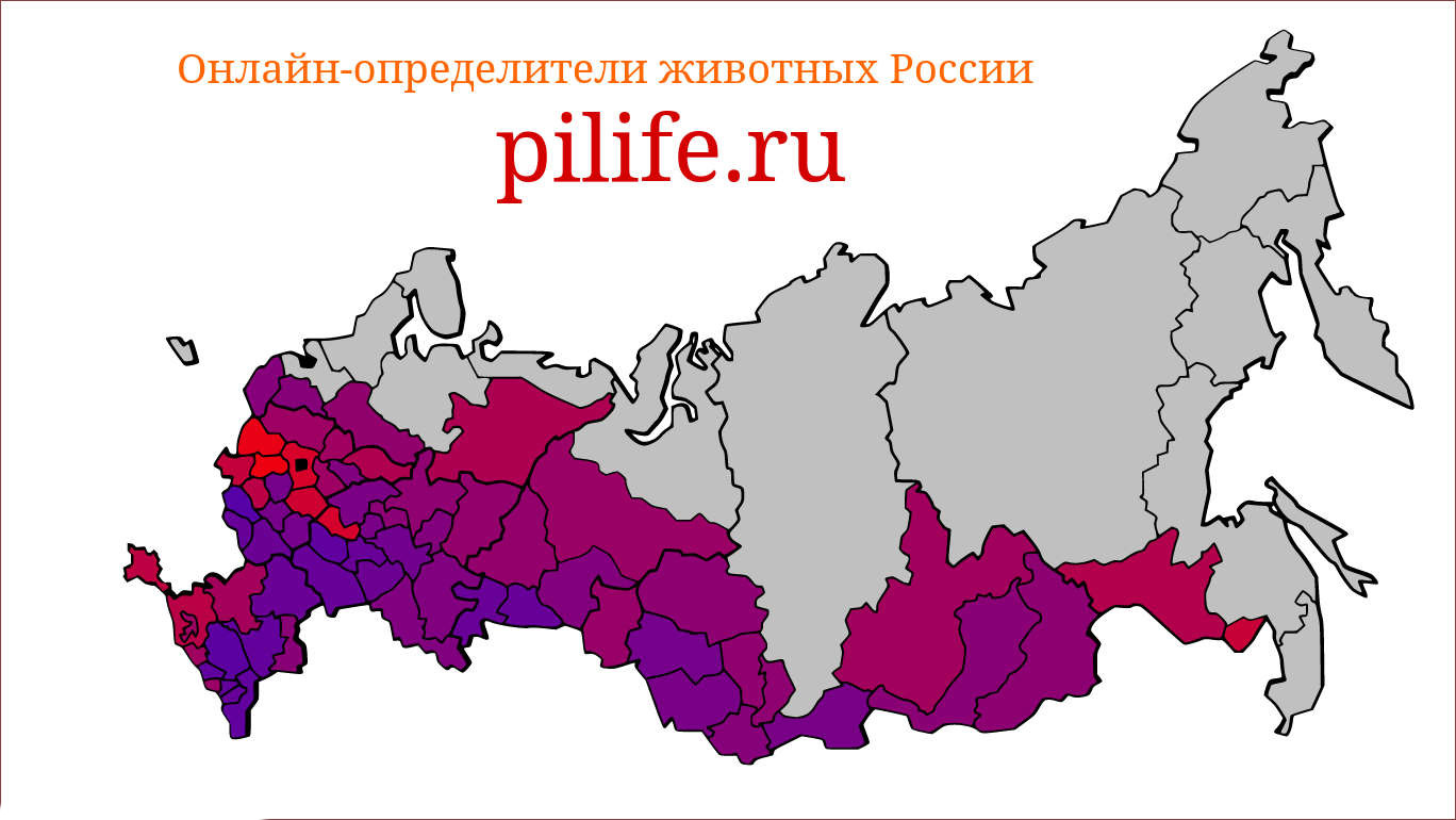 Инфографик 3. Средний вес млекопитающих по областям России, в которых средний вес не превышает 50 кг. Серым цветом отмечены регионы, где средний вес млекопитающего более 48 килограмм.
