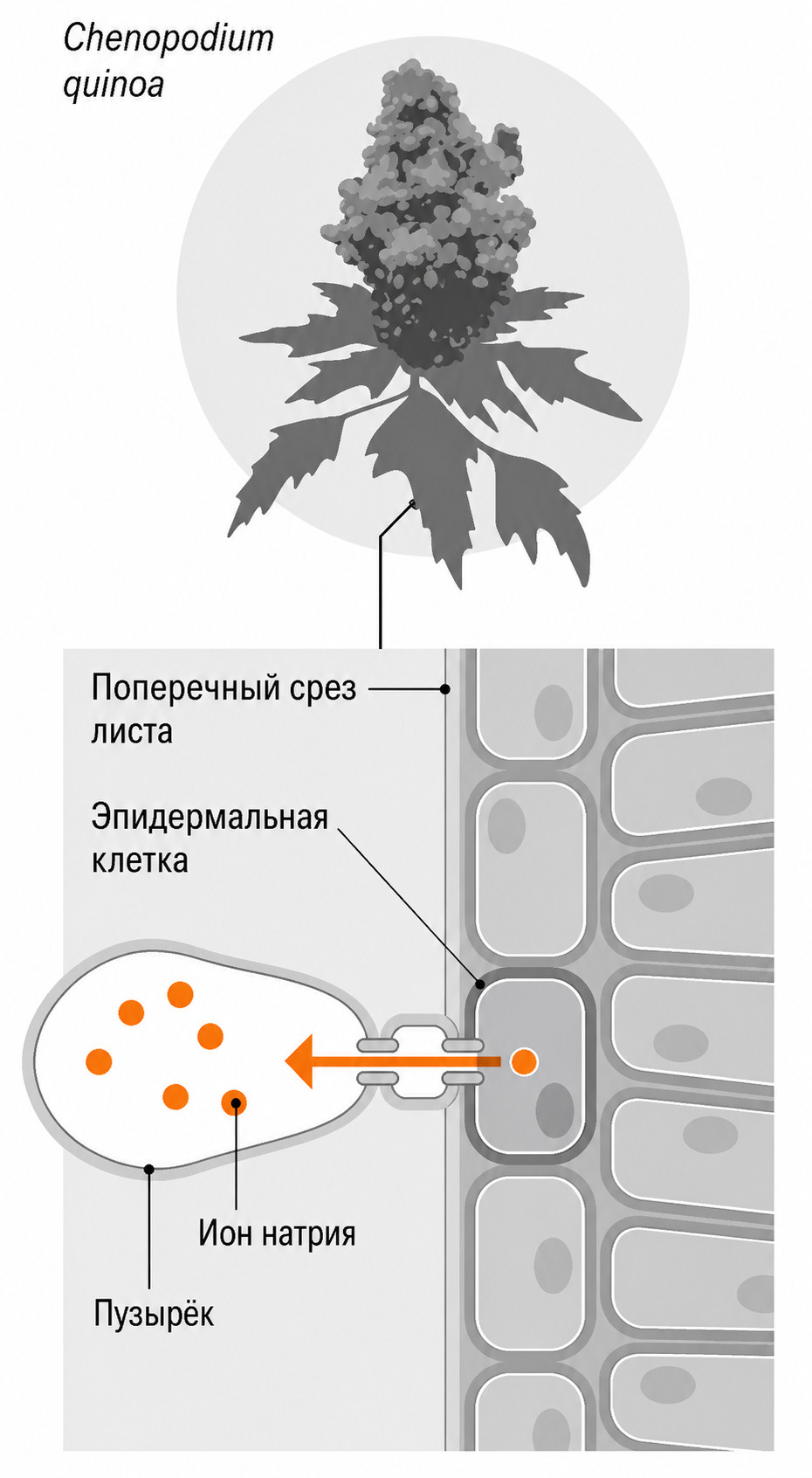 Киноа перемещает ионы соли в пузыри на поверхности листа.