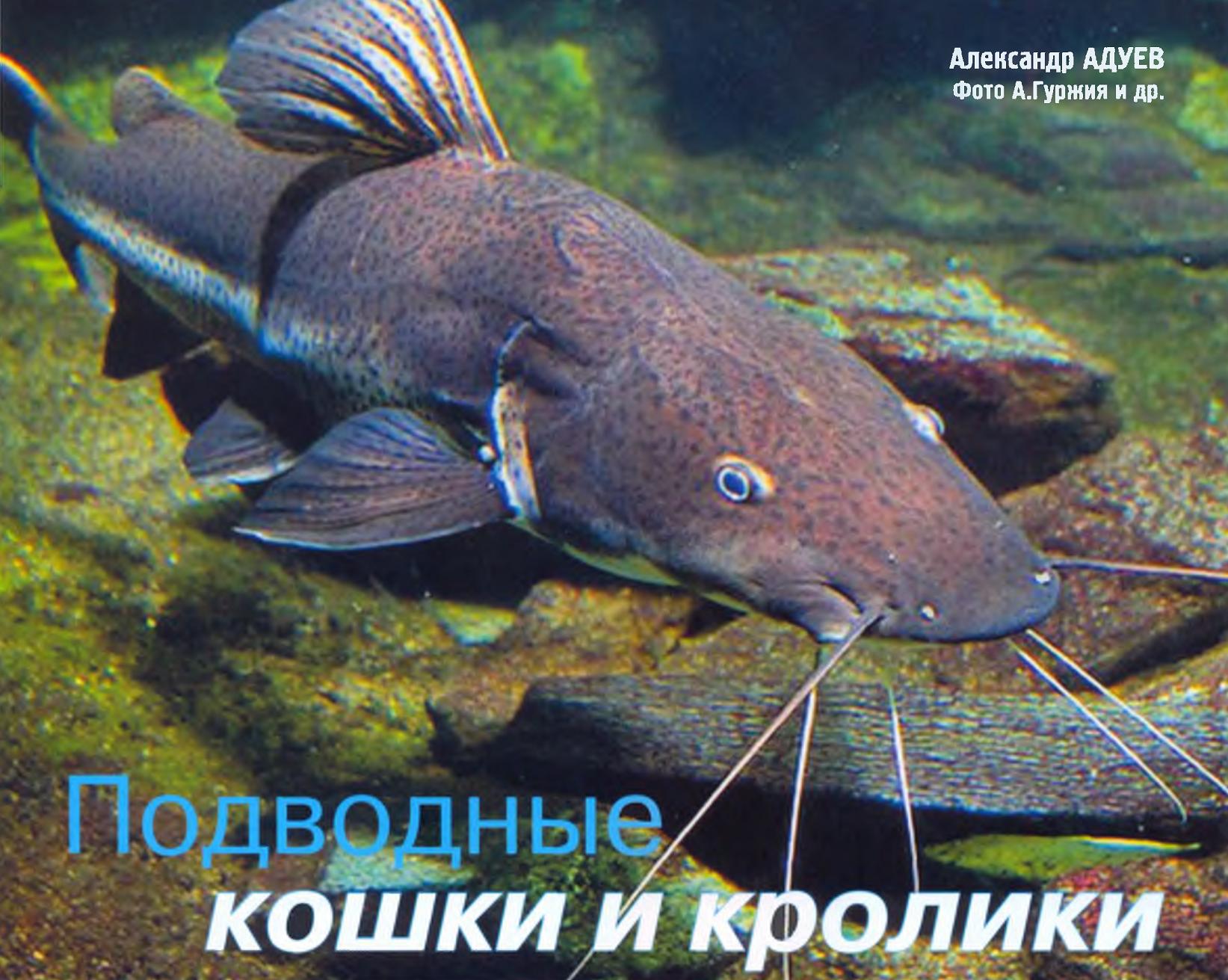 Рыбы-кошки и рыбы-кролики.
