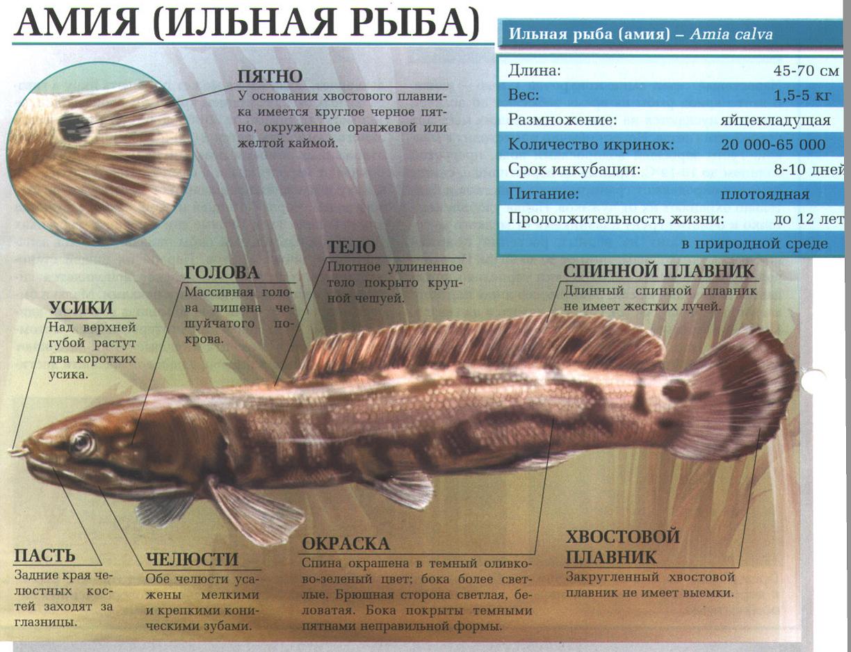 Амия (ильная рыба).
