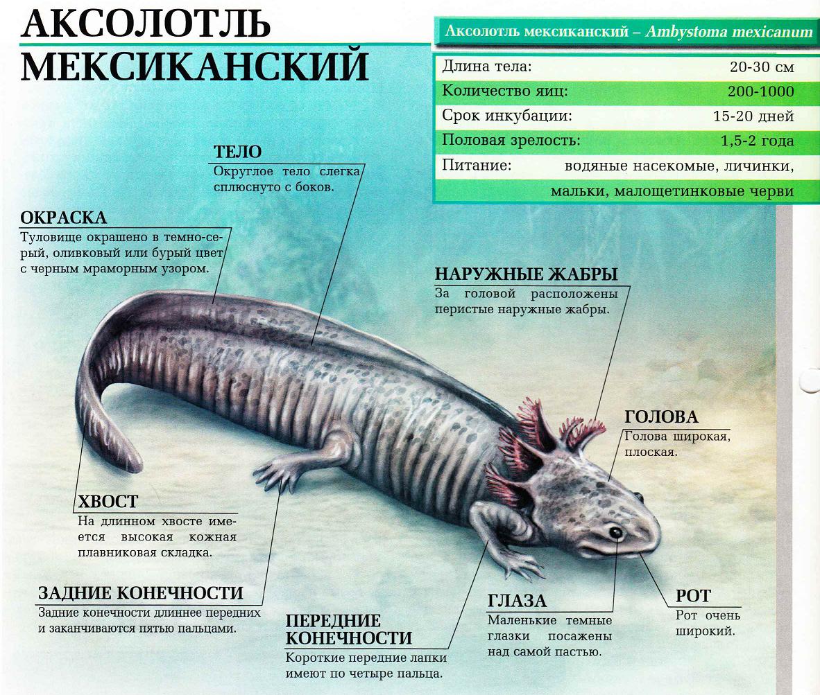 Аксолотль мексиканский.
