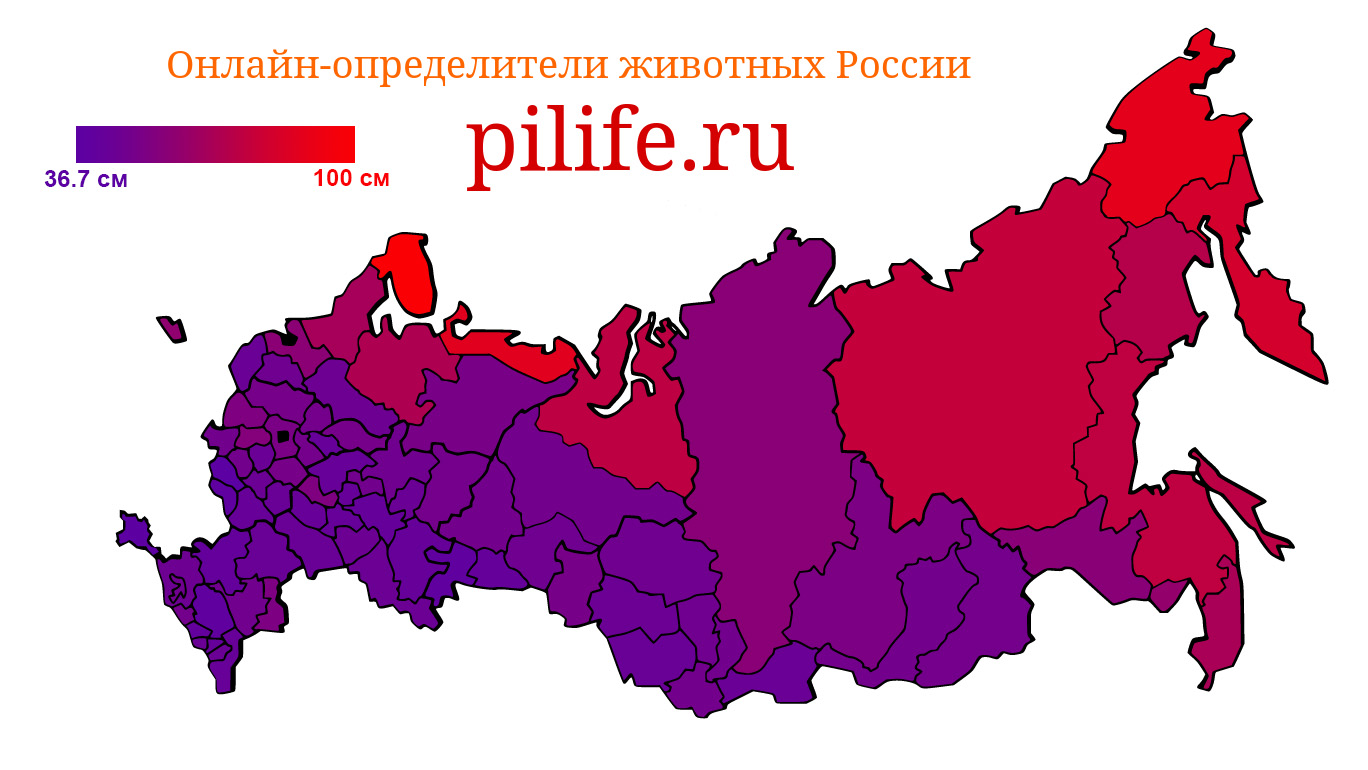 Средняя длина млекопитающих по областям РФ без китов и дельфинов.