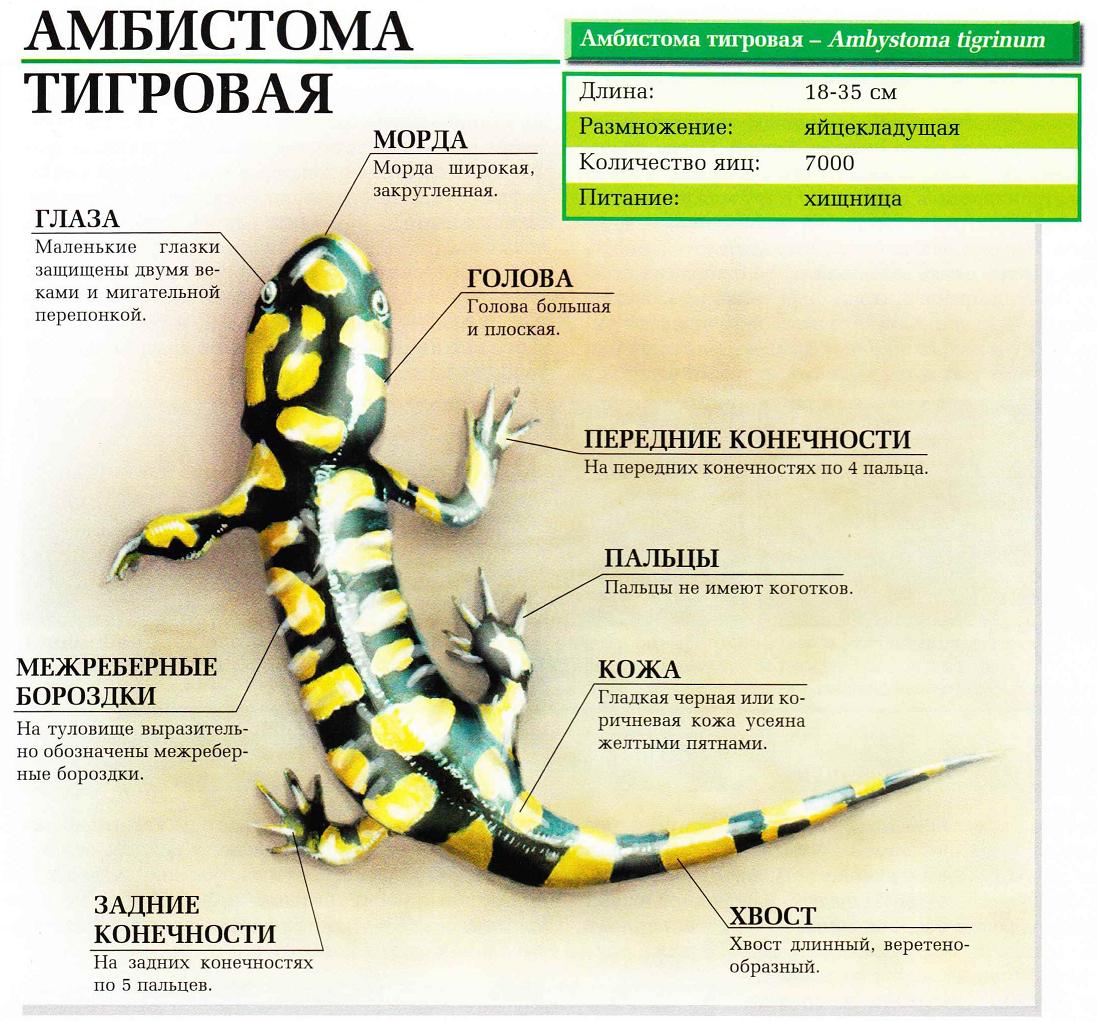 Амбистома тигровая.