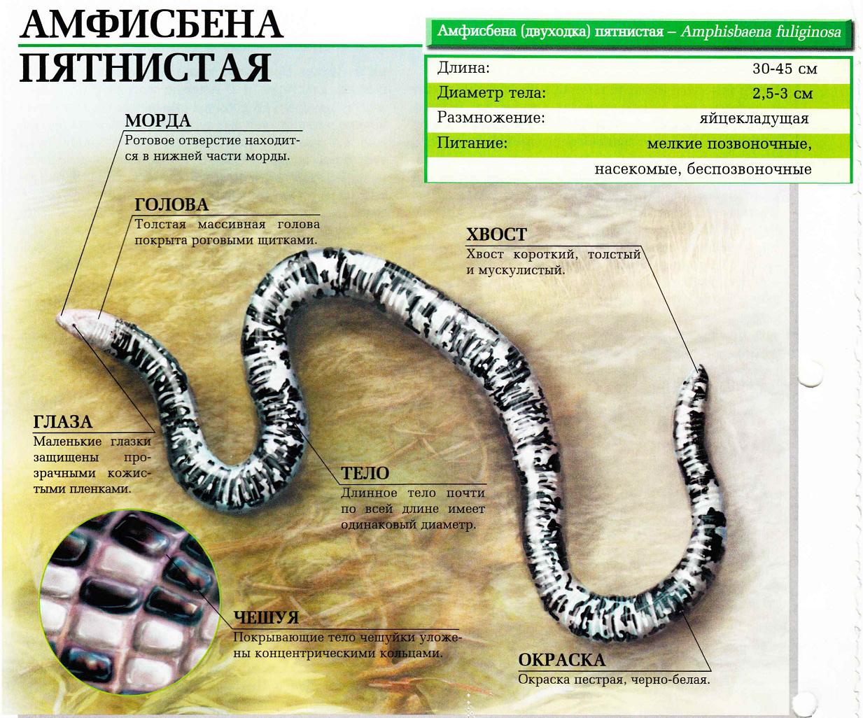 Амфисбена пятнистая.