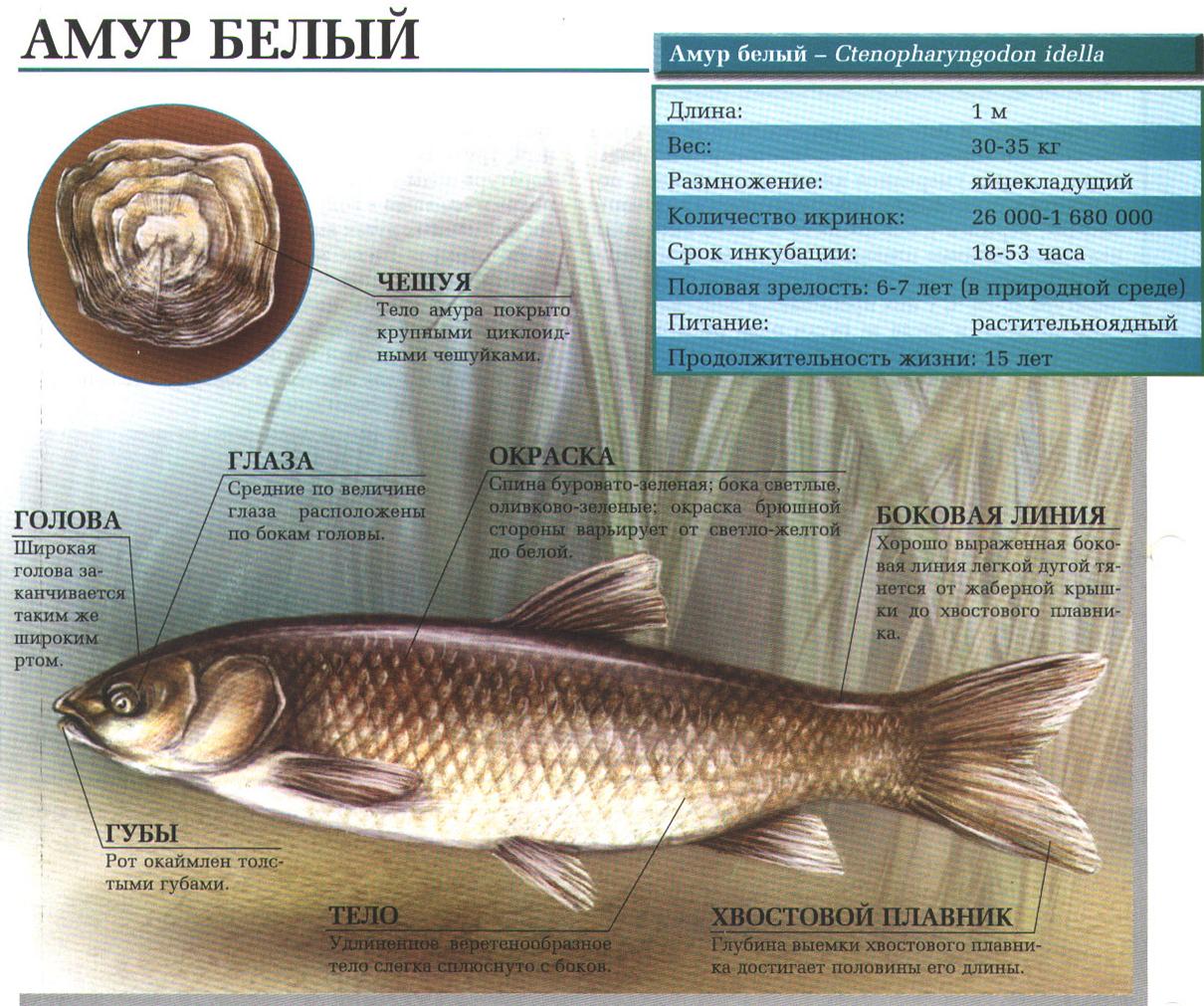 Белый амур.