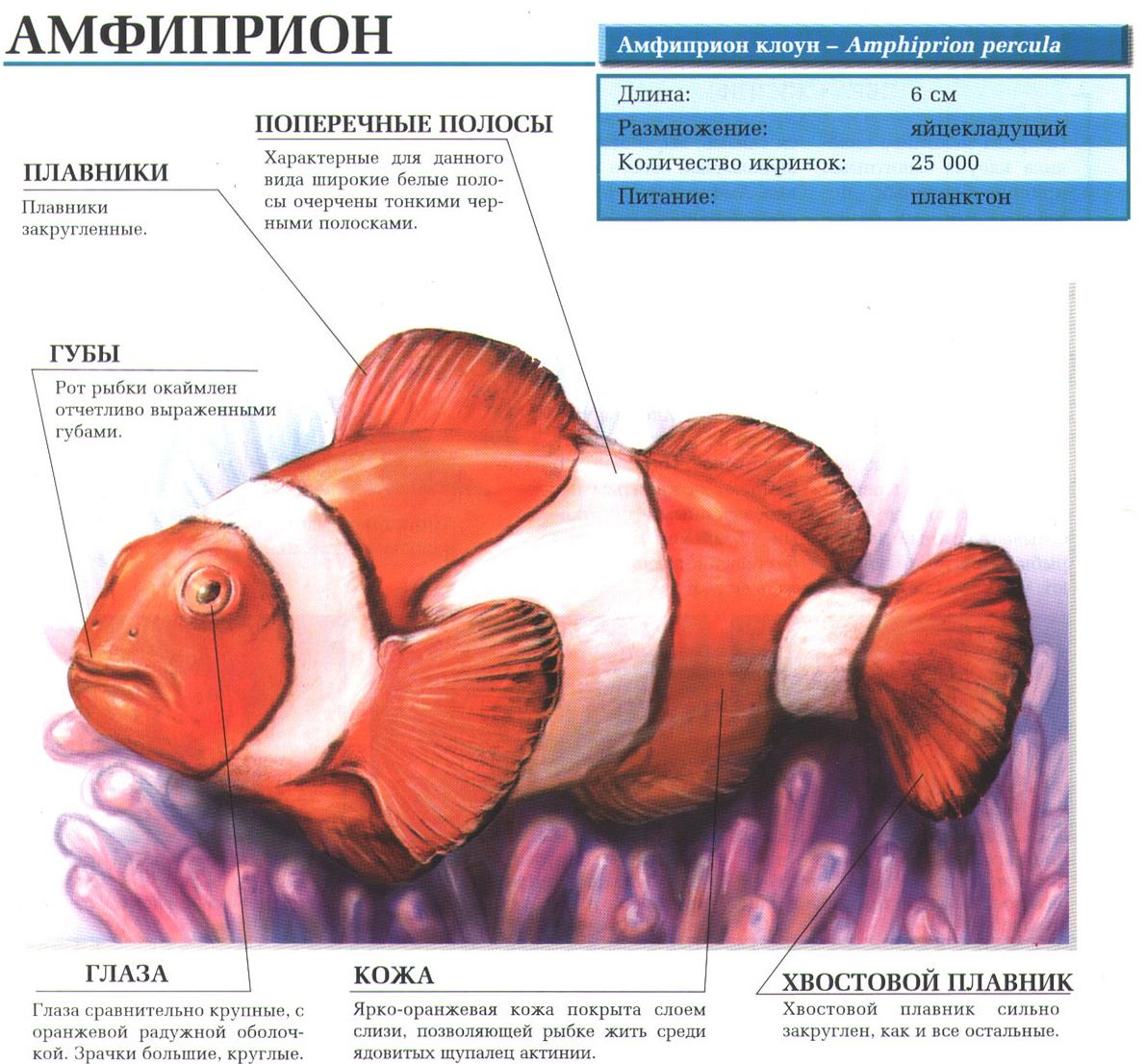 Амфиприон.