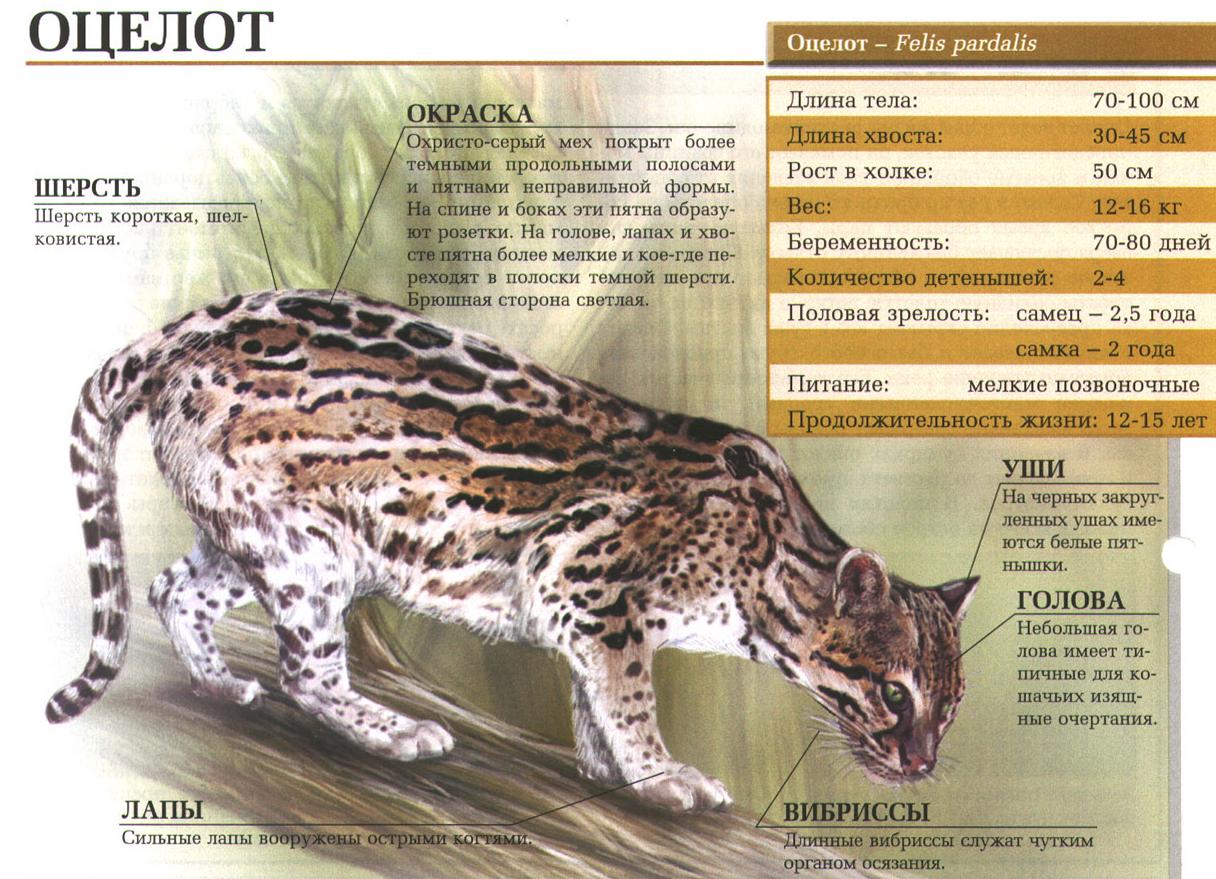 Оцелот.