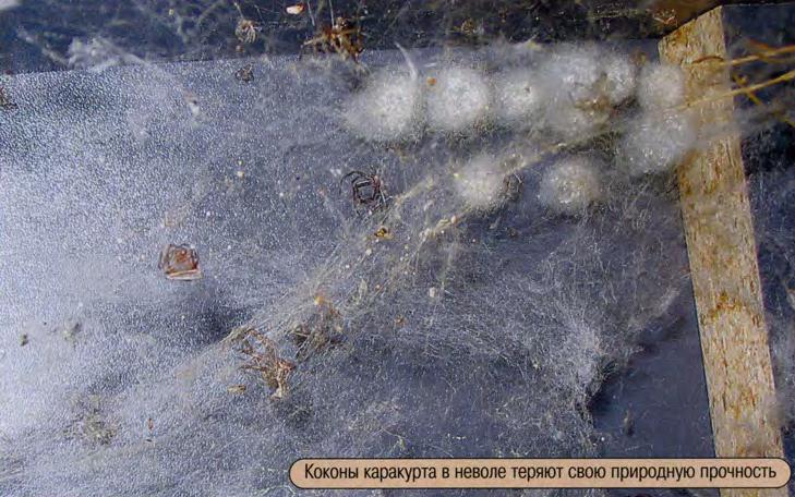 Разведение каракуртов.
