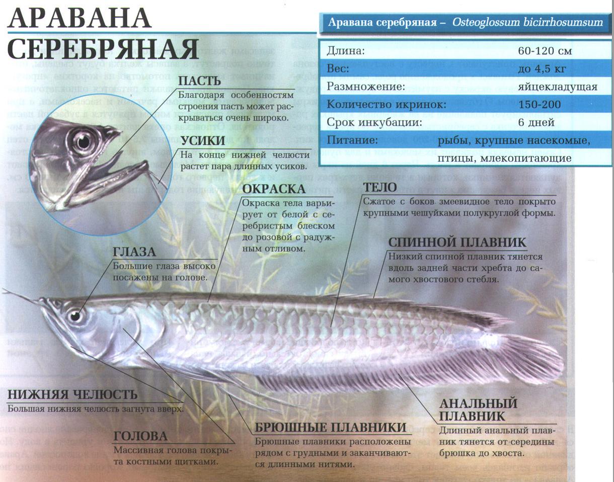 Серебряная аравана.