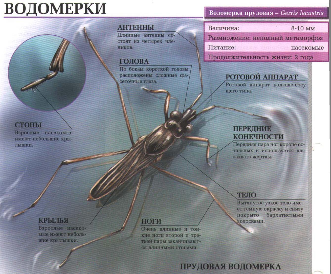 Водомерки (Gerridae) - где живут, что едят, какие бывают.