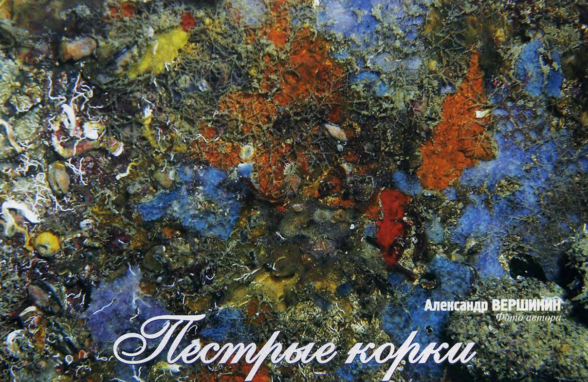 Обрастатели Чёрного моря: губки, мшанки, балянусы и другие.