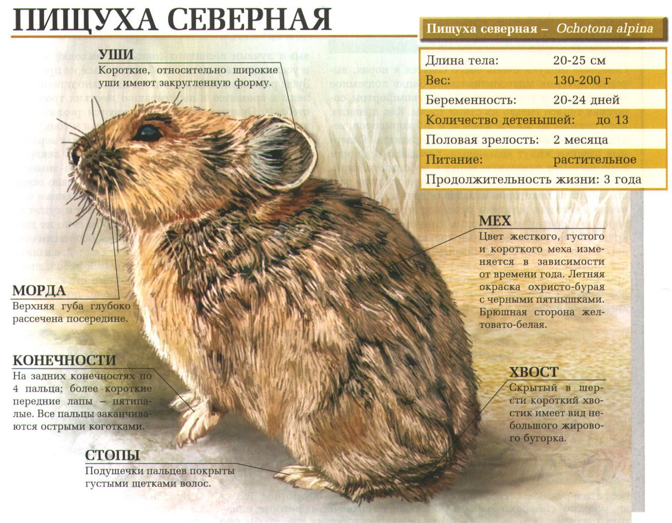 Пищуха северная (Ochotona alpina). Общая информация.