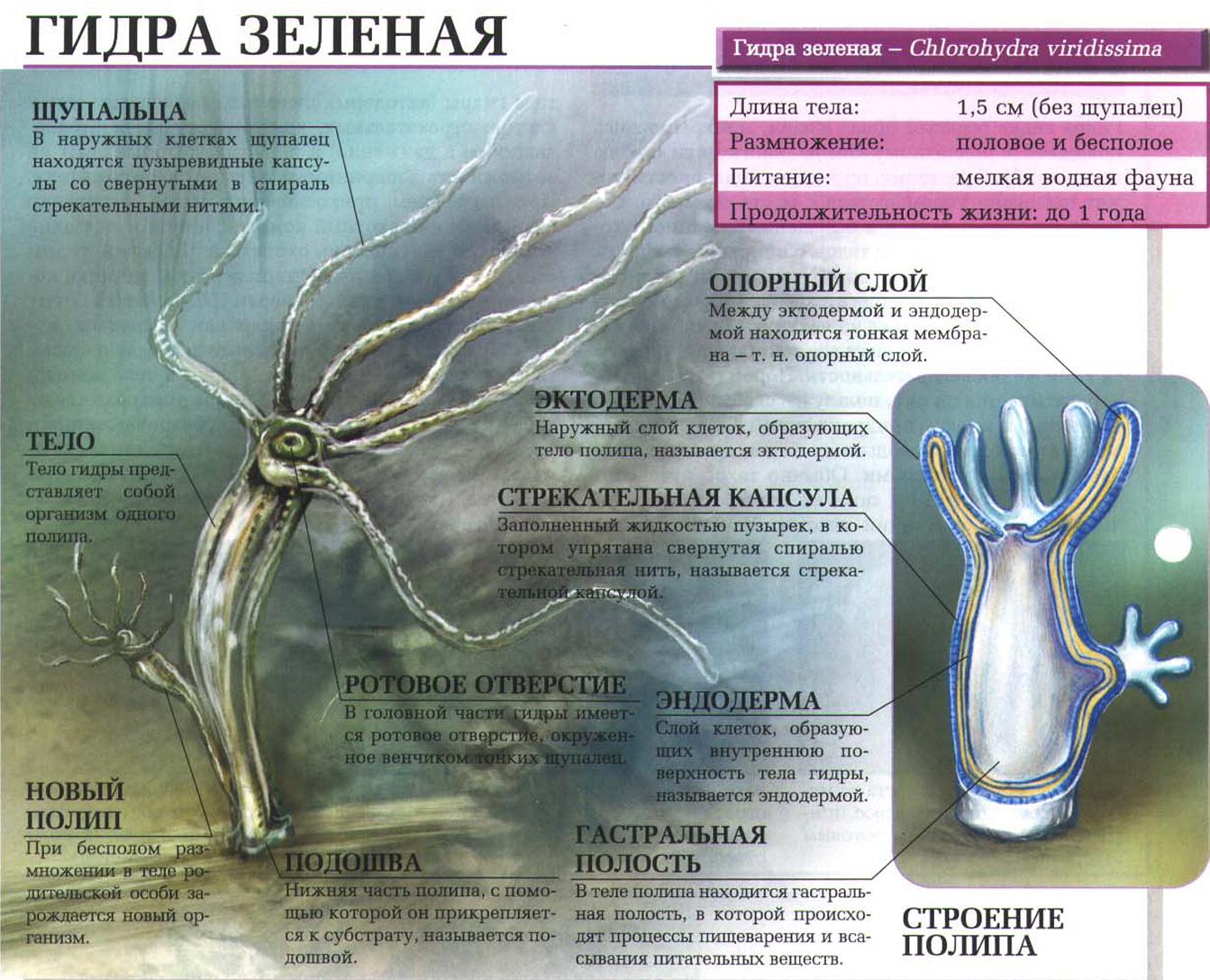 Зелёная гидра - двуполое существо с невероятной способностью регенерации.