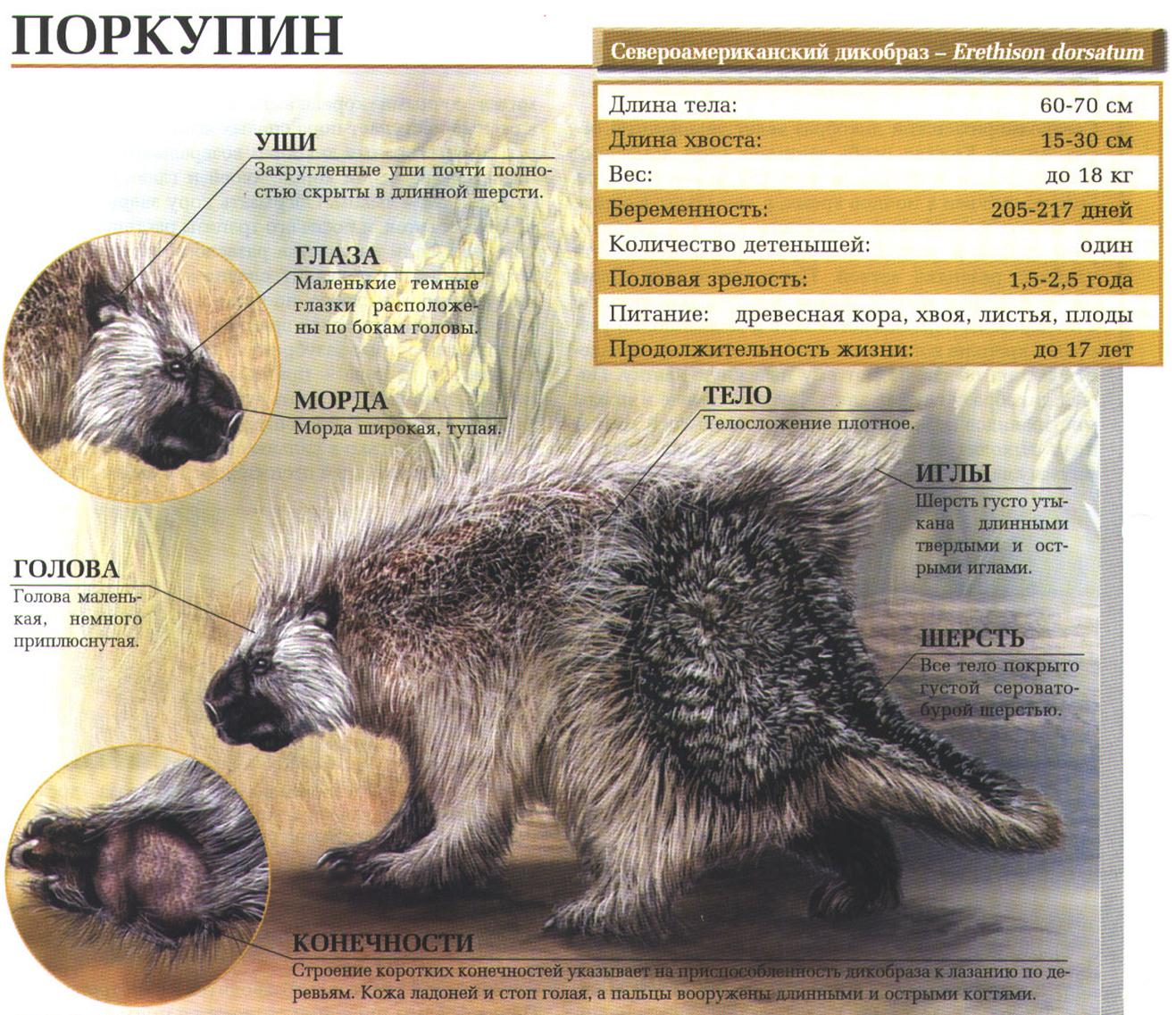 Образ жизни североамериканского дикобраза (поркупина).
