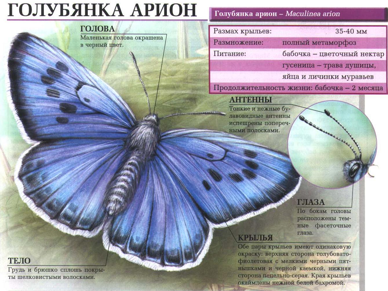 Бабочка голубянка арион.