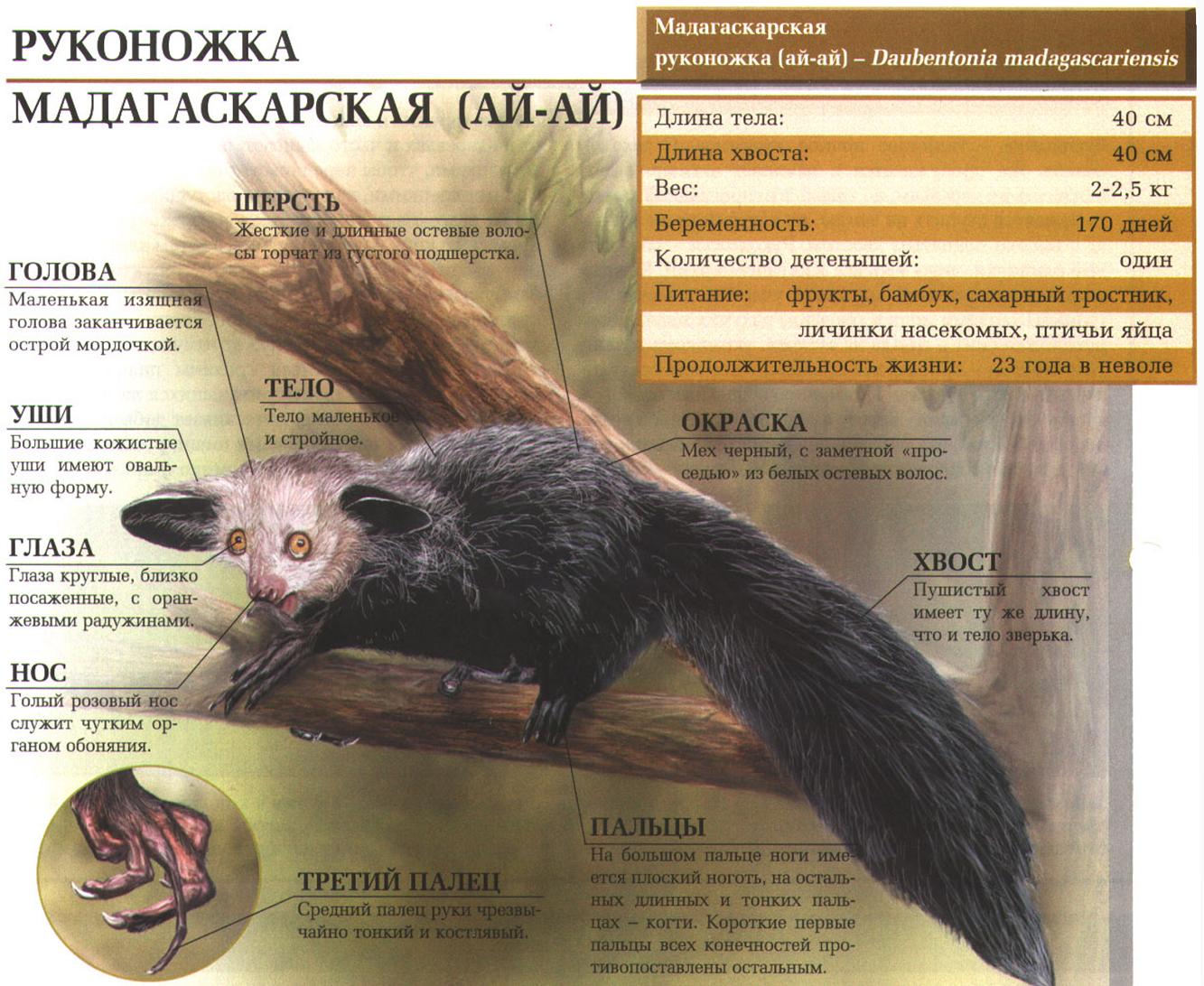 Руконожка мадагаскарская (ай-ай).
