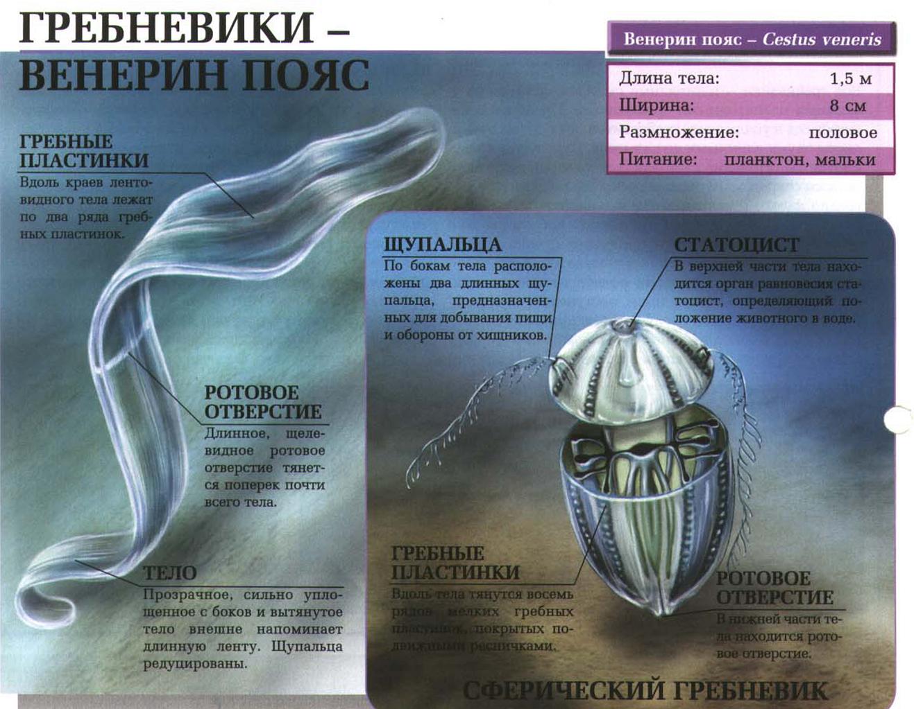 Описание гребневика - венерина пояса.