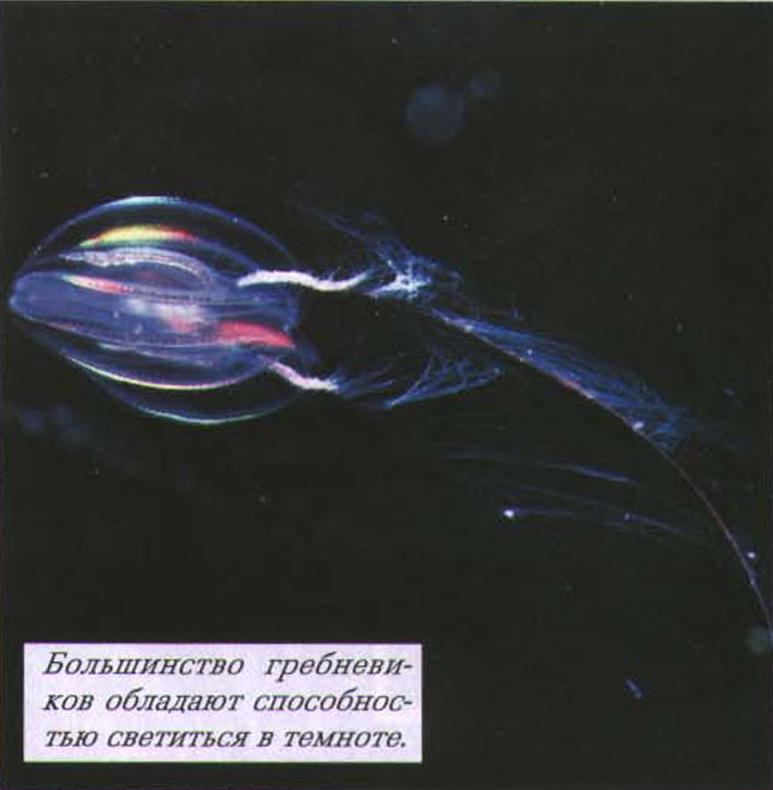 Большинство гребневиков обладают способностью светиться в темноте.