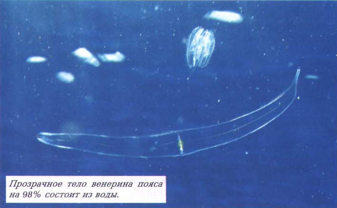 Прозрачное тело венерина пояса на 98% состоит из воды.