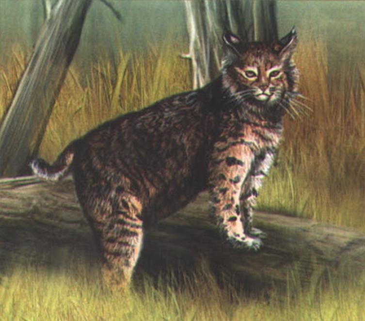 Рыжая рысь (Felis rufus).