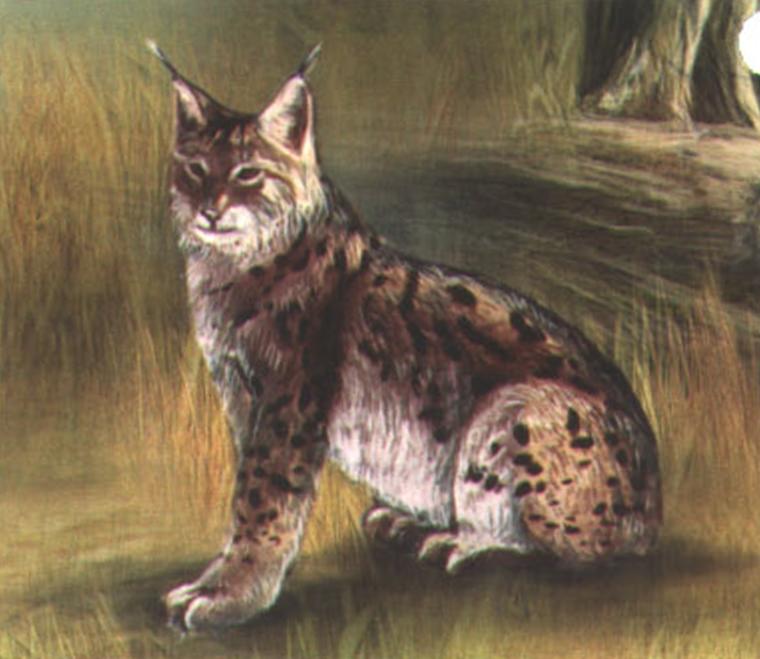 Иберийская (испанская) рысь (Felis pardinus).
