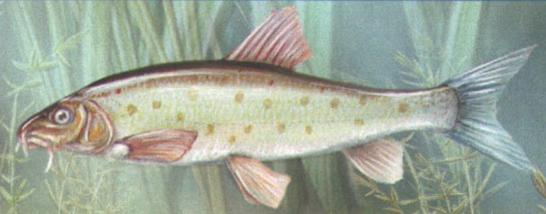 Балканский усач (Barbus meridionalis).