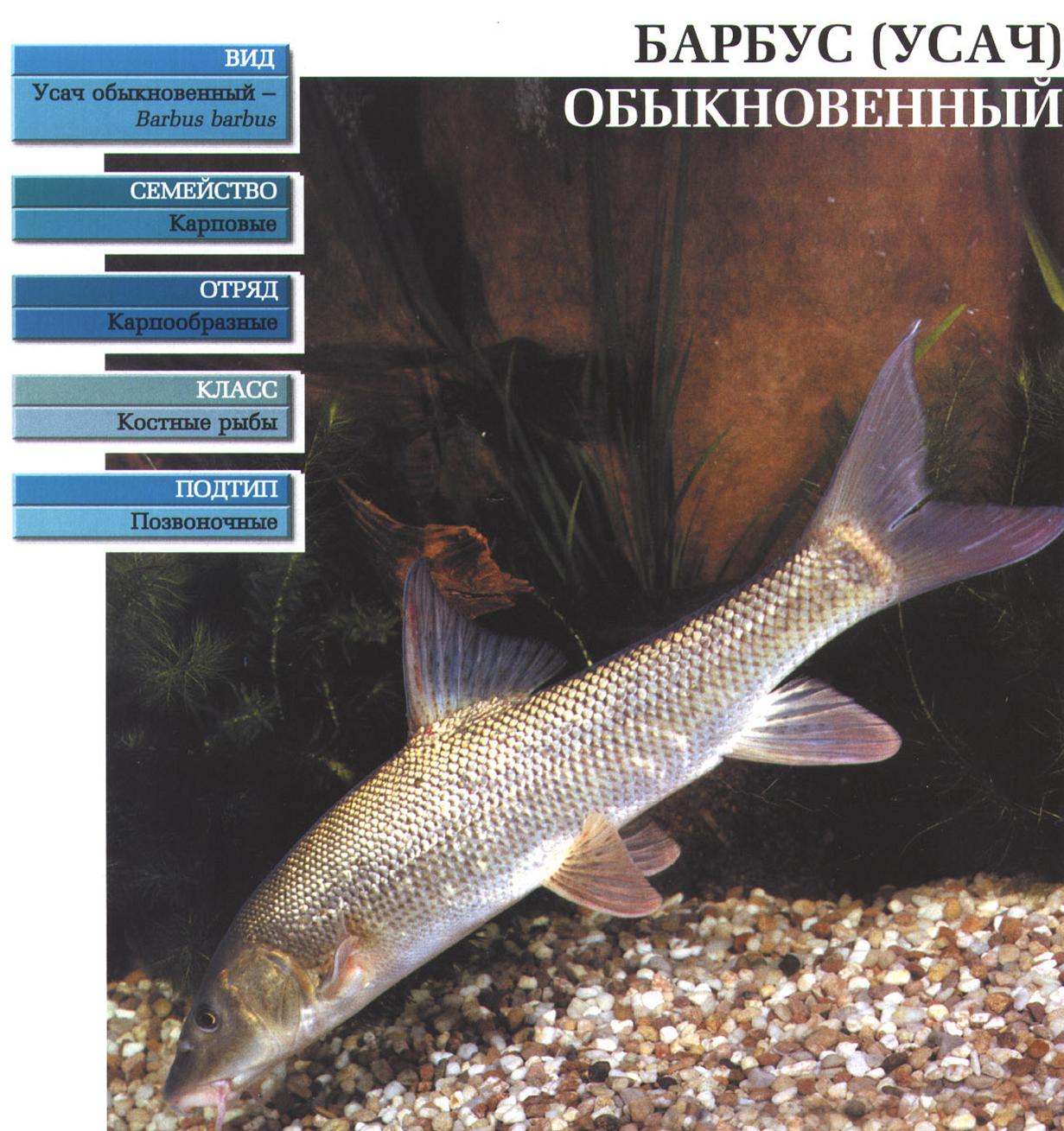 Барбус обыкновенный (усач).